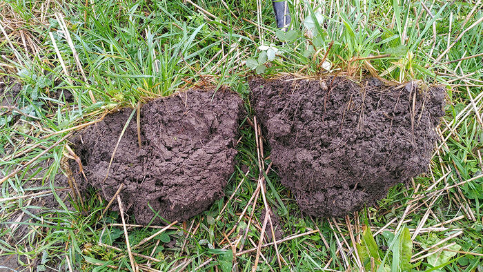 Two "shovel tests" showing soil structure from a field.