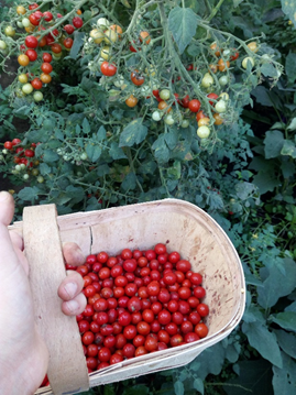 Fresh biodynamic tomatoes straight from the farm to the dinner plate